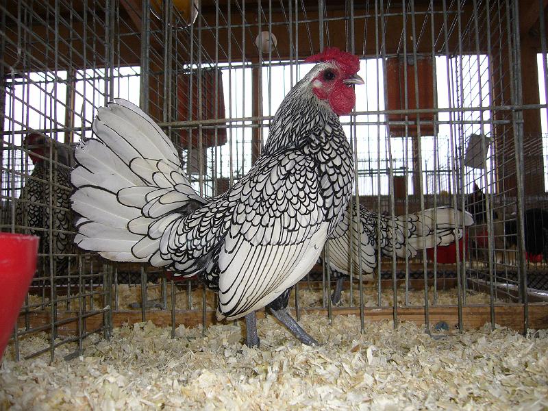 Kreisschau Coesfeld 2008 113.jpg - Sebright silber von Walter Stenzel Preis sg 93 Z